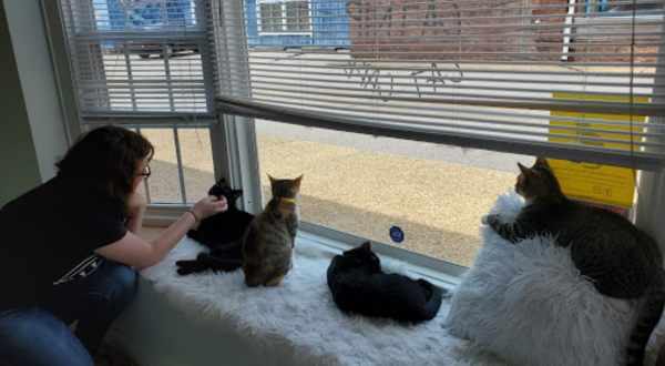 Catnip Is A Completely Cat-Themed Catopia Of A Cafe In Virginia