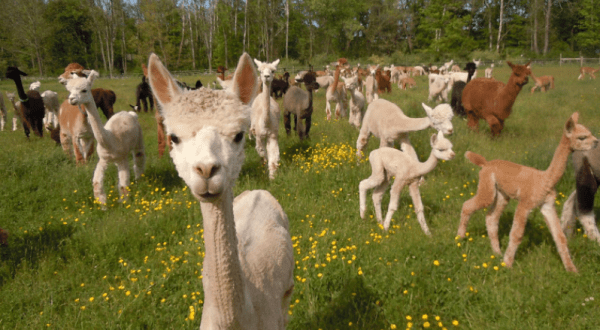 You Can Go Camping With Alpacas At Hidden Pastures Luxury Fiber Farm In New Jersey