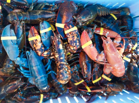 A Maine Fisherman Just Caught Three Rare Lobsters In One Haul