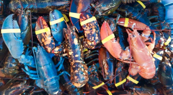 A Maine Fisherman Just Caught Three Rare Lobsters In One Haul
