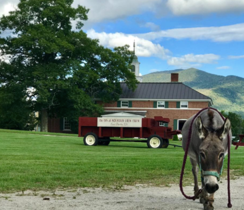 Not Many People Know About The Mountain View Farm Animal Sanctuary Right Here In Vermont