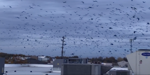Up To 10,000 Crows Invade The City Of Nampa In Idaho Every Winter And It's A Sight To Be Seen