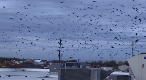 Up To 10,000 Crows Invade The City Of Nampa In Idaho Every Winter And It’s A Sight To Be Seen