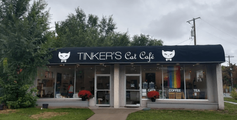 Tinker's Cat Cafe Is A Completely Cat-Themed Catopia Of A Cafe In Utah