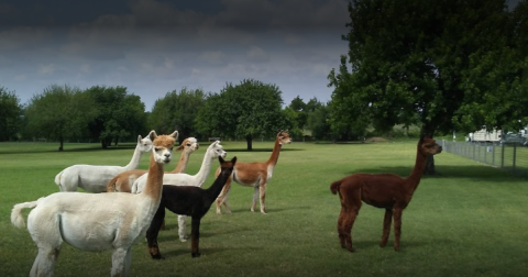 You Can Go Camping With Alpacas At Wagon Masters RV Park In Texas