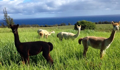 You Can Go Glamping With Alpacas At Ku’u Home Alpaca Ranch In Hawaii