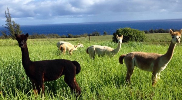 You Can Go Glamping With Alpacas At Ku’u Home Alpaca Ranch In Hawaii