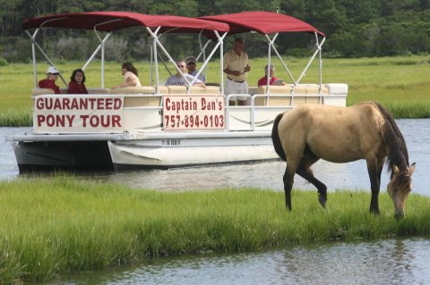 Have A One-Of-A-Kind Experience With The Chincoteague Island Ponies On Captain Dan's Boat Tour In Virginia