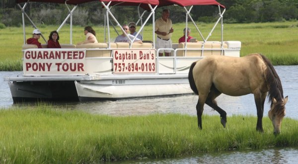 Have A One-Of-A-Kind Experience With The Chincoteague Island Ponies On Captain Dan’s Boat Tour In Virginia