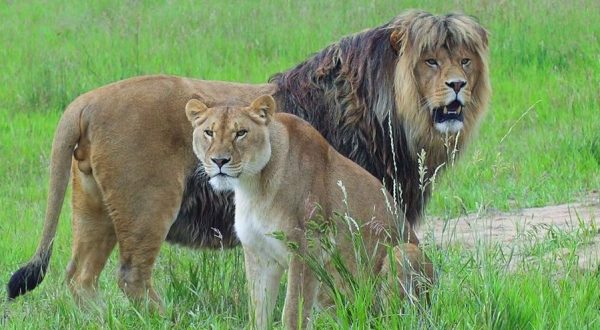 Get Up Close And Personal With Lions At The Wild Animal Sanctuary In Colorado