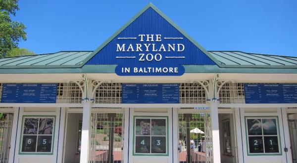 You Can Enjoy Breakfast With Elephants, Chimps, Penguins, And More At The Maryland Zoo