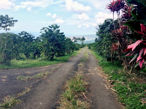 Try A Cup Of Award-Winning Kona Coffee When You Visit Rooster Farms, The Oldest Organic Farm In Hawaii