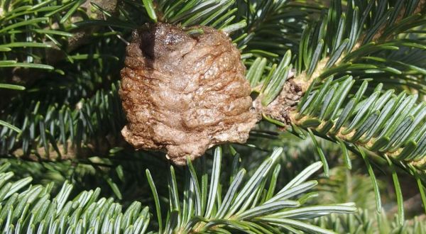 This Pinecone-Shaped Mass On Your Missouri Christmas Tree Could Be Home To Hundreds Of Praying Mantis Eggs