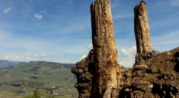 At Over 55 Million Years Old, Some Of The Oldest Trees In The World Are Found In Wyoming