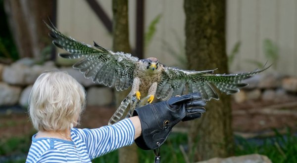 Interact With Owls And Other Birds At The Raptor Hill Falconry, A Unique Wildlife Preserve In Virginia