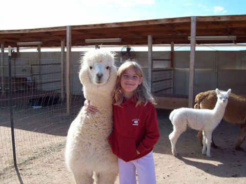 Desert Mirage Alpaca Ranch In Arizona Makes For A Fun Family Day Trip