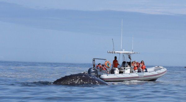 Get An Up-Close Look At Oregon’s Gentle Giants When You Take This Trip With Whale Research Eco-Excursions