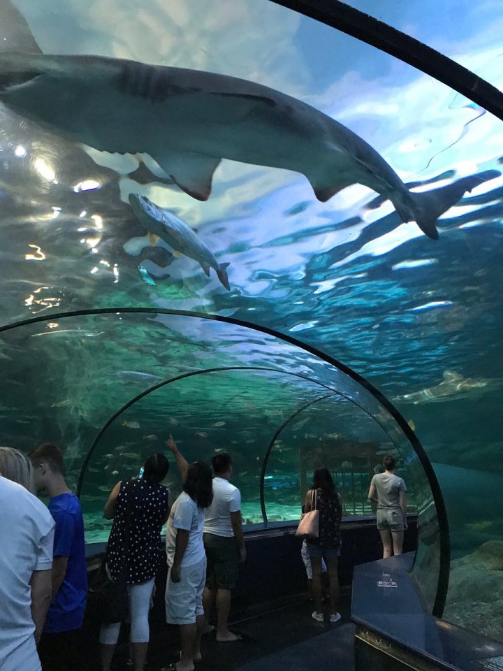Walk In A Shark-Infested Underwater Tunnel At Ripley's In South Carolina