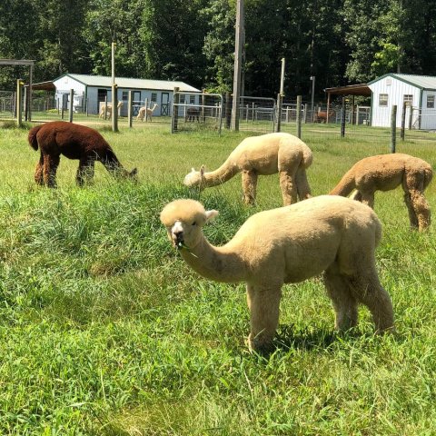 Fox Wire Alpaca Farm In Virginia Makes For A Fun Family Day Trip