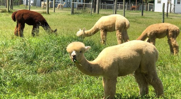 Fox Wire Alpaca Farm In Virginia Makes For A Fun Family Day Trip