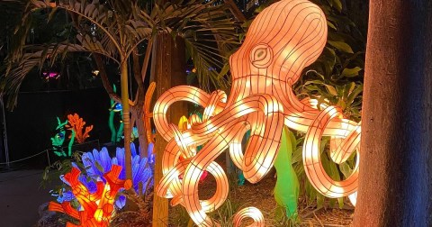 Luminosa Jungle Island In Florida Is The Holiday-Themed Light Up Event To See Up Close