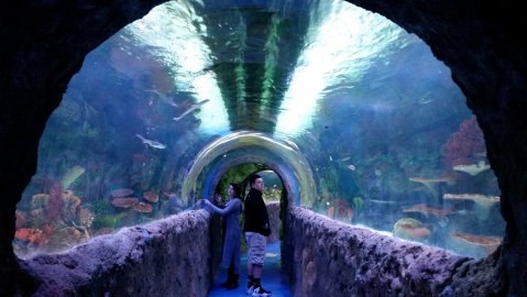Walk Through An Aquatic Tunnel And Hand-Feed Stingrays At Via Aquarium In New York