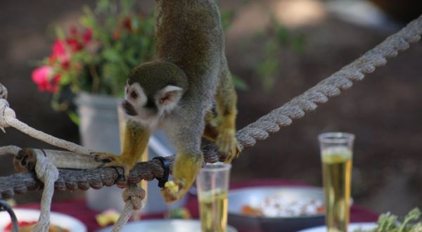 You Can Enjoy Breakfast With Monkeys At This Arizona Zoo