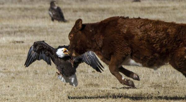 Dozens Of Bald Eagles Flock To The Carson Valley In Nevada Every Year And You Can See Them For Yourself