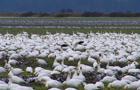 Up To 200,000 White Geese Invade The City Of Lamar In Colorado Every Winter And It's A Sight To Be Seen