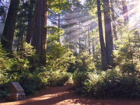 Redwood National Park In Northern California Was Just Added To A US Travel Bucket List... And We Couldn't Agree More
