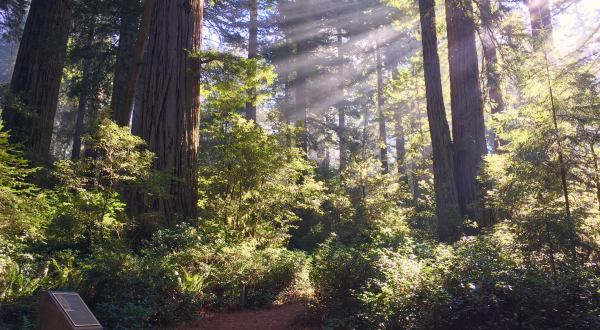 Redwood National Park In Northern California Was Just Added To A US Travel Bucket List… And We Couldn’t Agree More