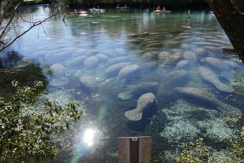 Up To 500 Manatees Invade The City Of Crystal River In Florida Every Winter And It's A Sight To Be Seen