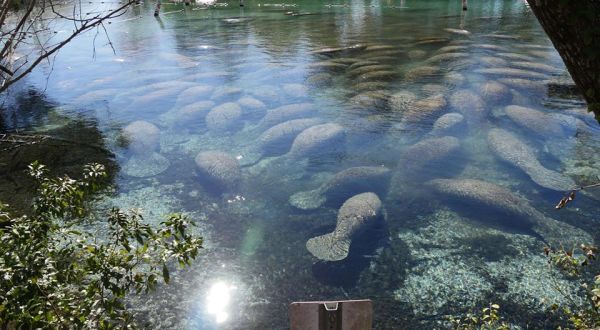 Up To 500 Manatees Invade The City Of Crystal River In Florida Every Winter And It’s A Sight To Be Seen