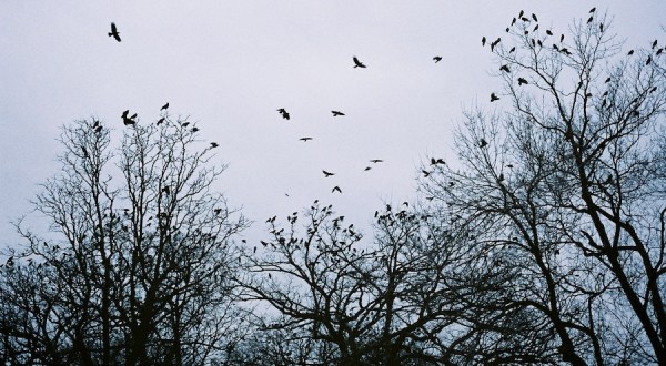 Up To 10,000 Crows Invade Minneapolis In Minnesota Every Winter And It’s A Sight To Be Seen