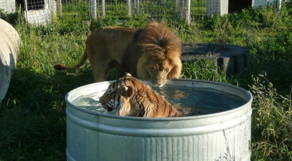 Not Many People Know About This Big Cat Sanctuary Right Here In Wisconsin