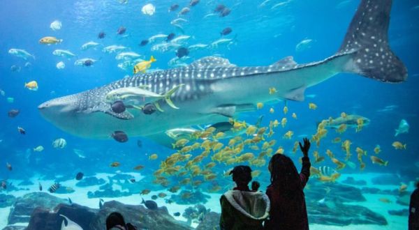 The World’s Largest “Indoor Ocean” Is Right Here In Georgia At The Georgia Aquarium