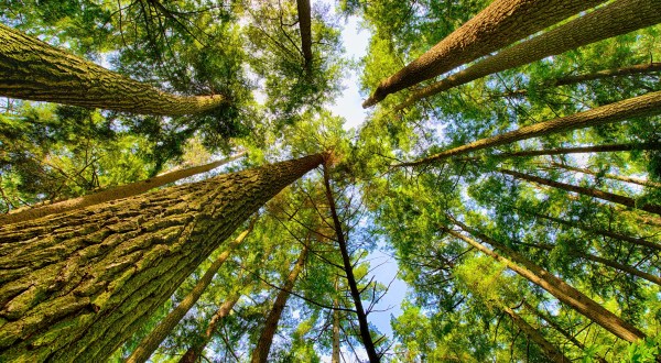 At Over 300 Years Old, Some Of The Oldest Trees Are Found In Maine