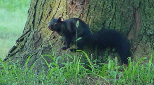 The Mystery Of The Escaped Black Squirrels Lives On In Marysville, Kansas