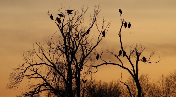Every Winter, Up To 80 Bald Eagles Make The Famous Eagle Tree In Idaho Their Temporary Home