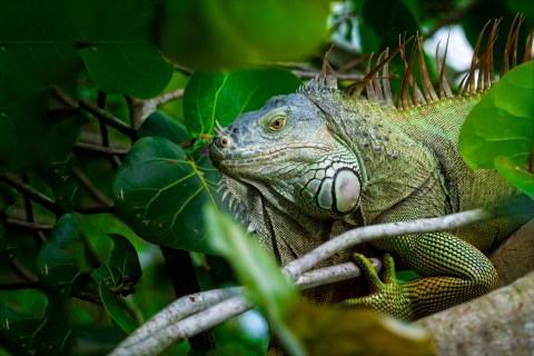 Dropping Temperatures In Florida Caused A Bizarre Falling Iguana Forecast