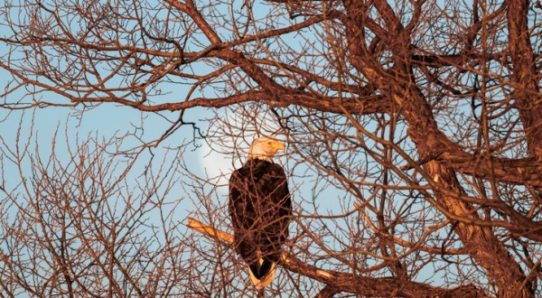 Up To 1,000 Bald Eagles Invade The Klamath Basin National Wildlife Refuges In Oregon Every Winter And It’s A Sight To Be Seen