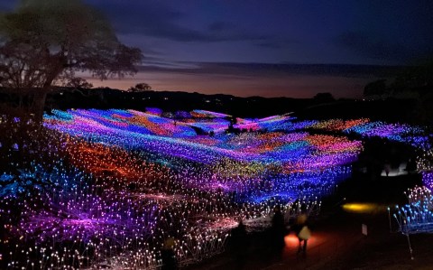 The Enchanting Field Of Light Near Southern California That Will Completely Mesmerize You