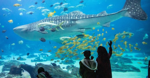 A Trip To The Biggest Aquarium In The US Belongs On Your Bucket List