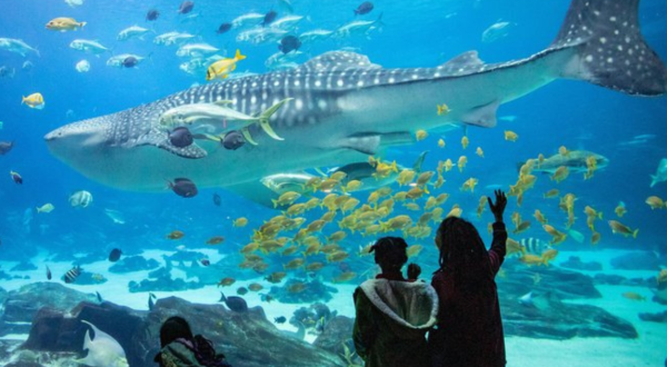 A Trip To The Biggest Aquarium In The US Belongs On Your Bucket List