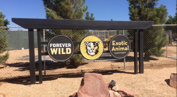 Not Many Know About Forever Wild, An Exotic Animal Sanctuary Right Here In Southern California