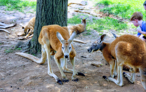 Help Support Australia With A Visit To Kentucky Down Under Adventure Zoo This Month