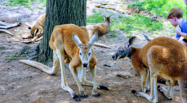 Help Support Australia With A Visit To Kentucky Down Under Adventure Zoo This Month