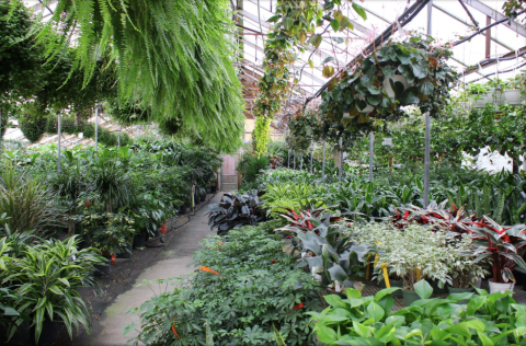 You'll Forget It's Even Winter When You Step Into Claussen's Greenhouse In Vermont