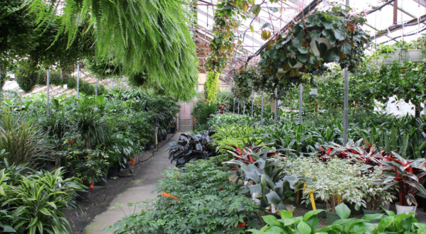 You’ll Forget It’s Even Winter When You Step Into Claussen’s Greenhouse In Vermont