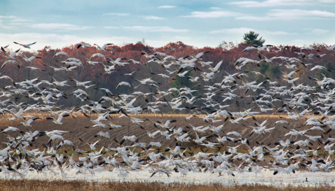 More than 7,000 Snow Geese Invade The Town Of Addison In Vermont Every Winter And It's A Sight To Be Seen